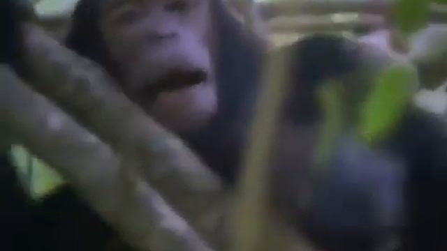 Chimpanzee vs Baboon - Female Chimp Fight Male Baboon At The End смотреть онлайн
