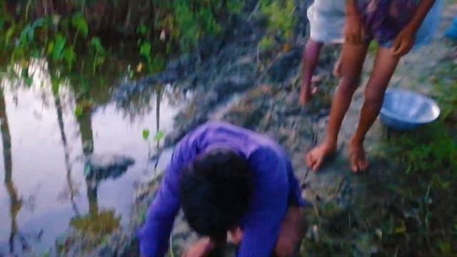 Anabas Fishing - Catching Lots Anabas Fish By Net in Morning Time | Asian Fish | Anabas Fish смотреть онлайн