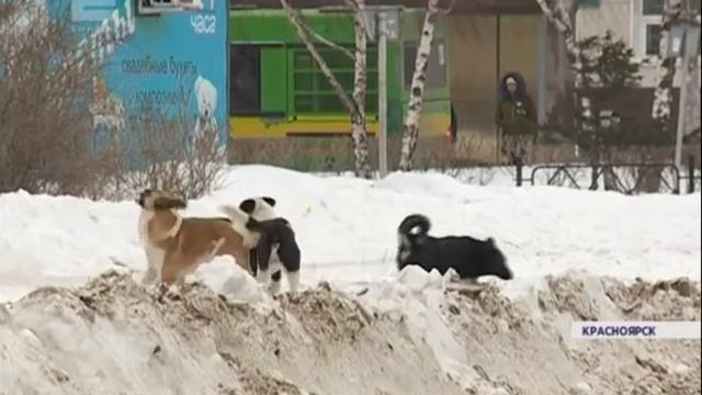 Стая собак снова напала на жителя микрорайона Солнечный смотреть онлайн