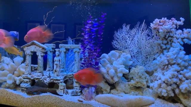 Псевдоморе в аквариуме.