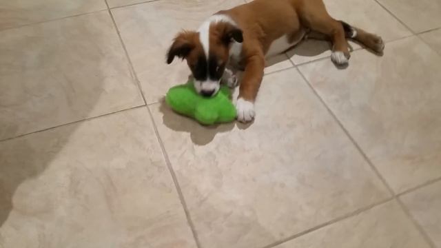 Foster again(3) смотреть онлайн