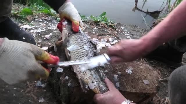 Трудовая рыбалка на Волге. п. Вышка.12 жилка. смотреть онлайн