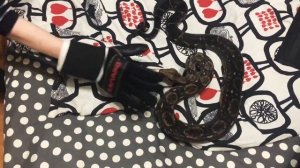 Самая злая змея (императорский удав)