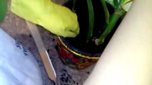 Монстера пересадка и уход