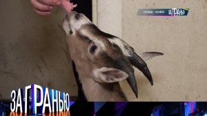 «За гранью»: «Сосед — козел» | Выпуск от 25 апреля 2023 года