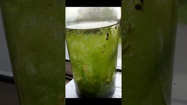 Planted Bottle Aquarium - Elodea Densa - Malaysian Trumpet Snails - Algea Eaters смотреть онлайн