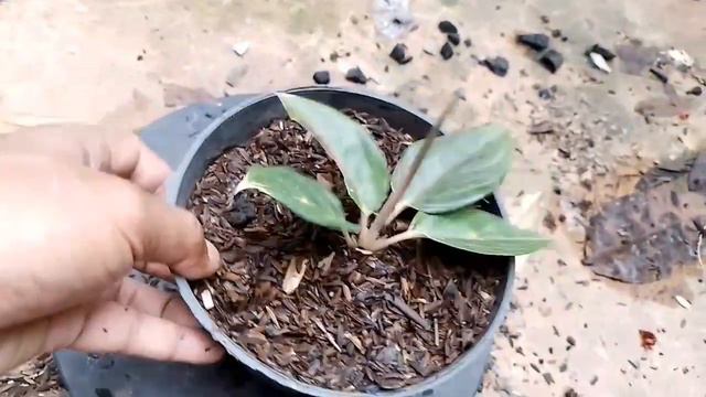 update harga tanaman aglonema || baby aglonema carribean cuma rp 25.000,00 смотреть онлайн