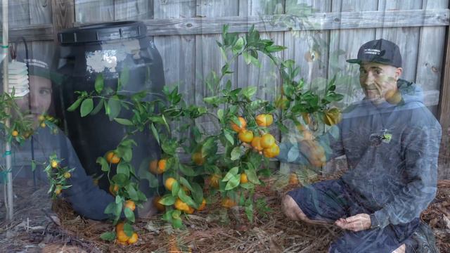 This Is The Best ORANGE TREE For Northern Growers To GROW CITRUS смотреть онлайн