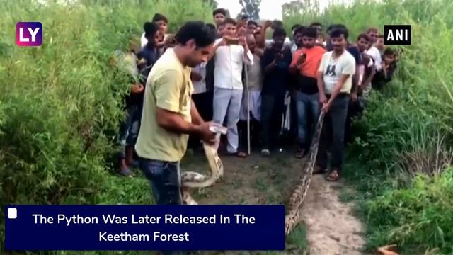16-Ft Long Python Kills Goat In UP’s Mathura, Later Rescued By Forest Officials смотреть онлайн