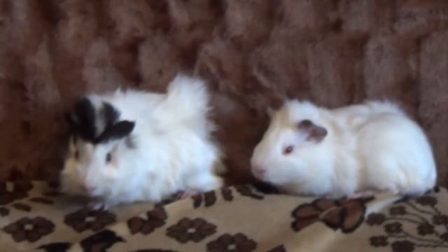 панк и рок на прогулке смотреть онлайн