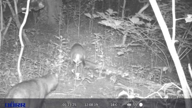 Nyctereutes procyonoides (raccoon dog)... funny yawning смотреть онлайн