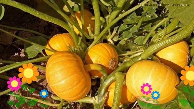 Тыква кустовая Оранжевая. Краткий обзор, описание характеристик Cucurbita Pepo Oranzhevaia