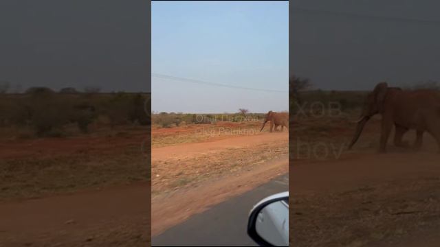 Кения. Kenya. 肯尼亚。 смотреть онлайн