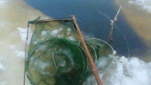 Ловим миногу.