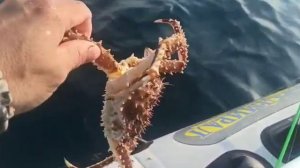 Владивостокские рыбаки страдают от нашествия крабов. Видео: Улов 25