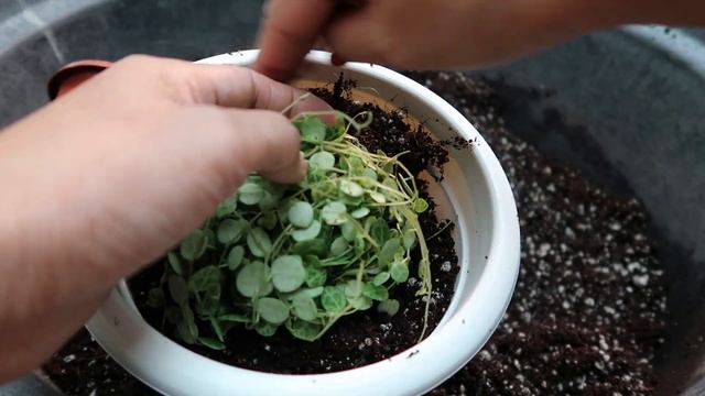 PEPEROMIA PROSTRATA "STRING OF TURTLES" PLANT CARE! || kenkenvlogmas смотреть онлайн