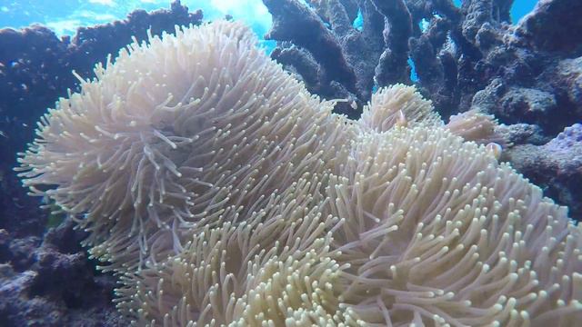 Exploring the Reef смотреть онлайн