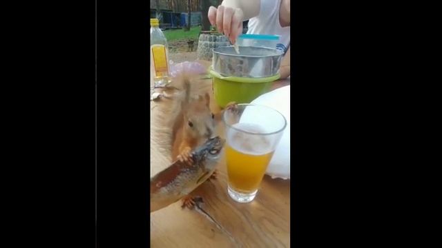 видосы смотреть онлайн