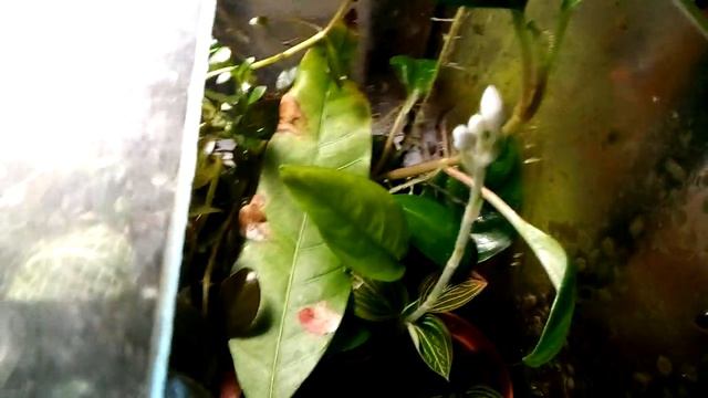 Зацветает Ludisia discolor смотреть онлайн