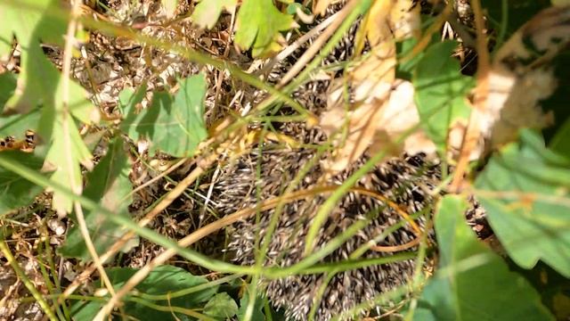 A shy hedgehog in the forest turns away from me! Cute wild animal in the forests of the Middle Volg смотреть онлайн