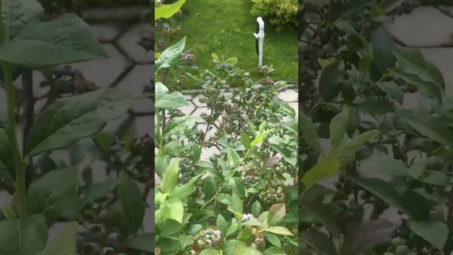 Голубика /Blueberry /ブルーベリー #голубика #голубикасадовая #сад смотреть онлайн