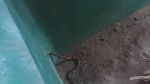 В ГОСТИ К БОССУ. Как живет средний класс в Индии. Фестиваль Ганеши. Ашрам Ошо в Пуне смотреть онлайн