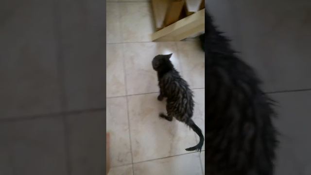 Мой кот подвергся издевательству? Мокрая крыса? смотреть онлайн