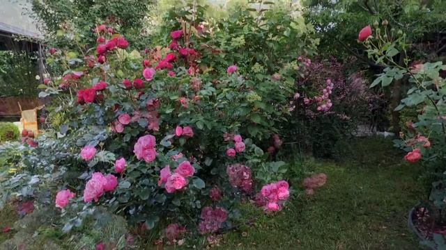 Прогулка по моему саду в Подмосковье. Розы, клематисы. Пробую газонокосилку Huter clm-40 Li смотреть онлайн
