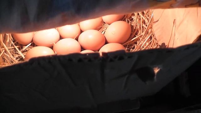 Инкубатор из коробки. Инкубирование яиц в картонной коробке. День третий. смотреть онлайн
