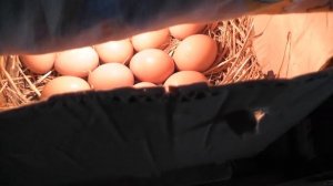 Инкубатор из коробки. Инкубирование яиц в картонной коробке.  День третий.