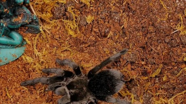 Brazilian Black Tarantula (Grammostola pulchra/quirogai) Care