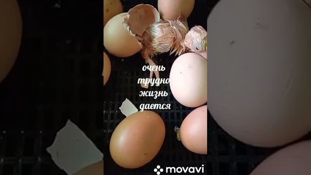 инкубация номер два смотреть онлайн