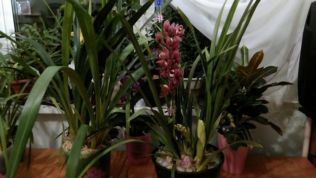 Цимбидиум! Успешный способ цветения! смотреть онлайн