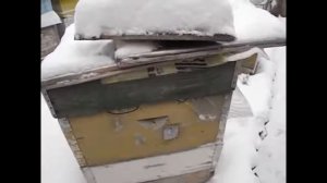от чего могут беспокоиться пчелы в период зимовки