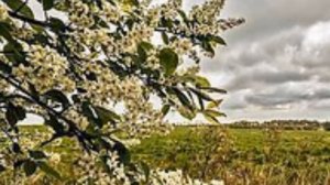 ЧЕРЁМУХА (романс на стихи Вероники Тушновой)