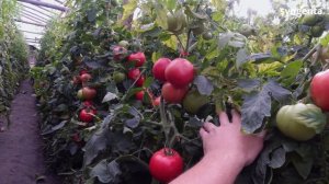 НОВИНКА! Полудетерминантный розовоплодный томат Эстет F1. Гибрид Сингента для пленочных теплиц.