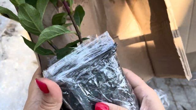 Распаковка посылки с метельчатыми гортензиями🪴, новинки мировой селекции 😍#гортензии #метельчатые смотреть онлайн
