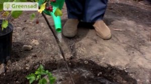 Йошта  Посадка и уход за йоштой