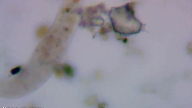 Простейшие в капле воды из лужи смотреть онлайн