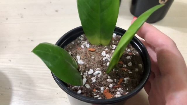 В КАКОЙ ГРУНТ ИЛИ СУБСТРАТ ПОСАДИТЬ ЗАМИОКУЛЬКАС? / Эксперимент / 4 ВАРИАНТА смотреть онлайн