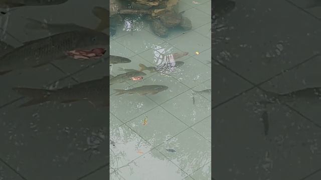 Сквер с рыбками смотреть онлайн