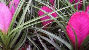 Тилландсия. Уход в домашних условиях Неприхотливый сад