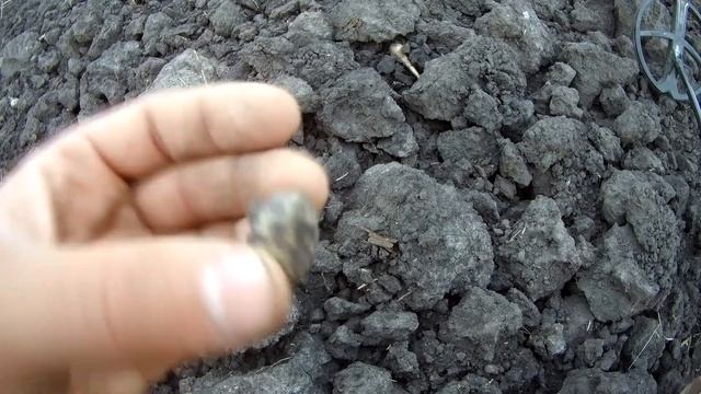 Xp Deus нашел монеты Римской империи!