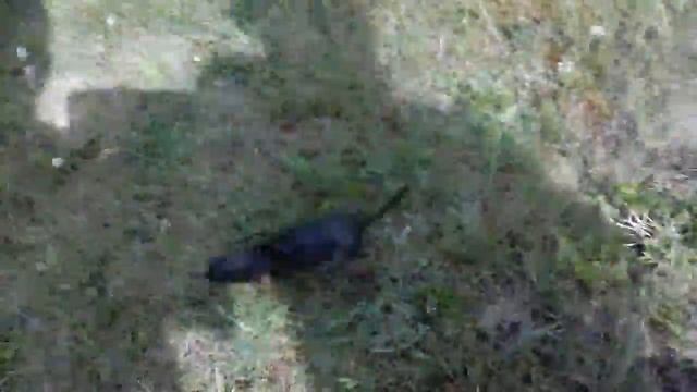 как выманить суслика из норы.дикий прикол смотреть онлайн