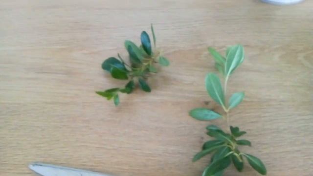 Черенкование Азалии смотреть онлайн