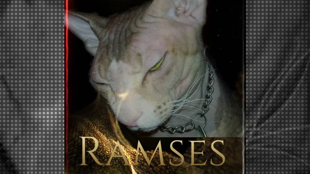 The cat          Ramses .