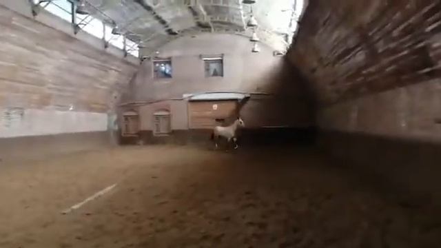 Продажа Ахалтекинских лошадей Sale of Akhal-Teke horses https://akhaltekellc.com смотреть онлайн