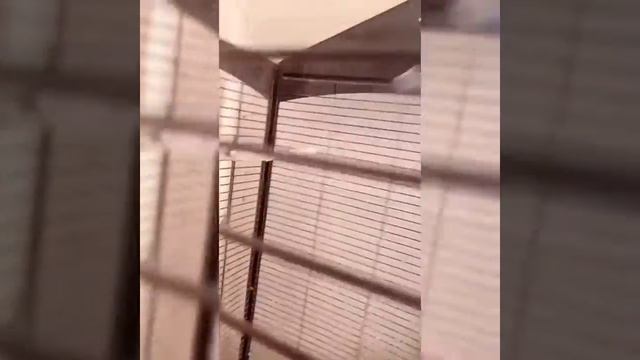 Анекдоты про папугая смотреть онлайн