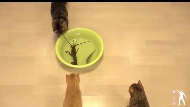 Коты ловят рака и рыбу прикол смотреть онлайн