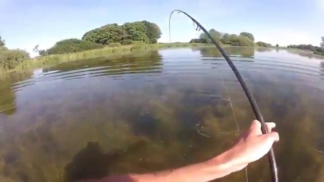 Ловля карпа очень красиво) Здоровый сазан смотреть онлайн
